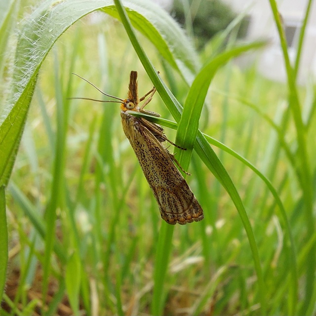 Thisanotia chrysonuchella - tavaszi fűgyökérmoly