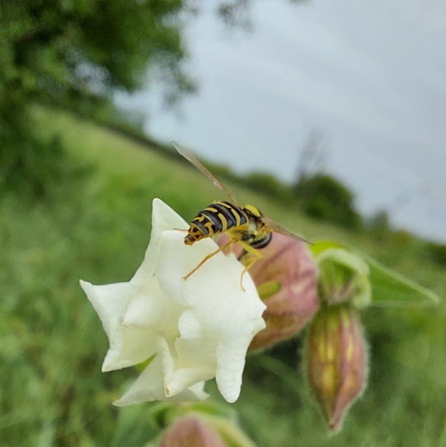 Sphaerophoria