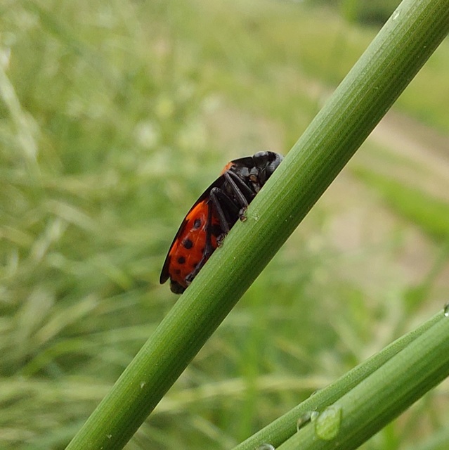 Cercopis sanguinolenta