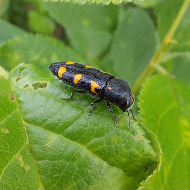 Ptosima undecimmaculata - sárgafoltos díszbogár