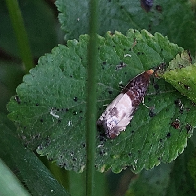 Notocelia cynosbatella - rózsahajtás-tükrösmoly