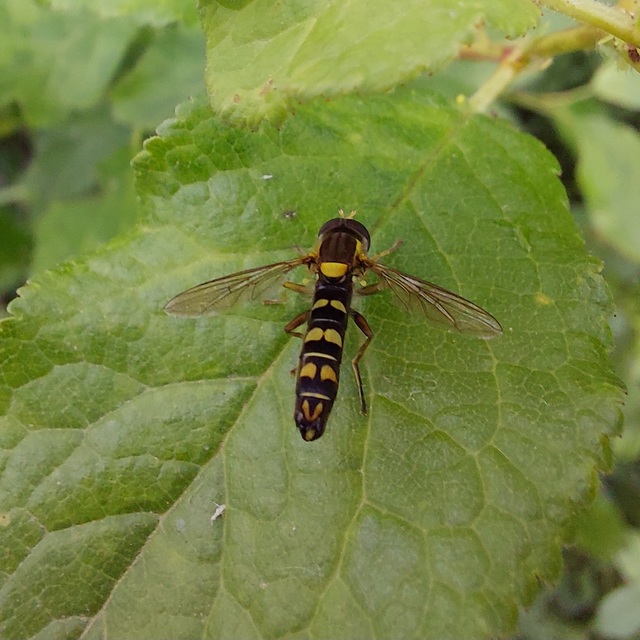 Sphaerophoria