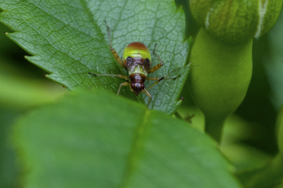 Closterotomus