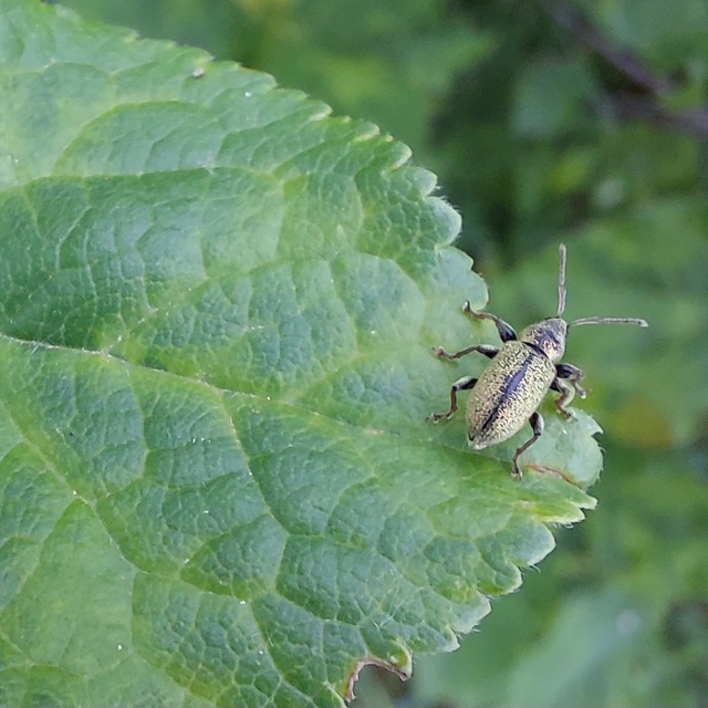 Phyllobius betulinus - változékony levélormányos