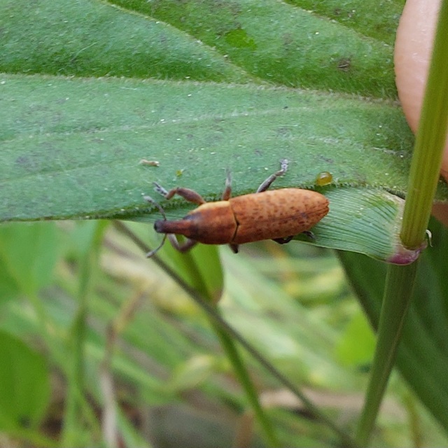 Lixus brevipes - vaskosorrú dudvabarkó