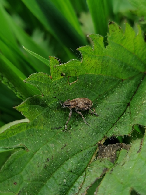 Tanymecus palliatus - közönséges hegyesfarúbarkó