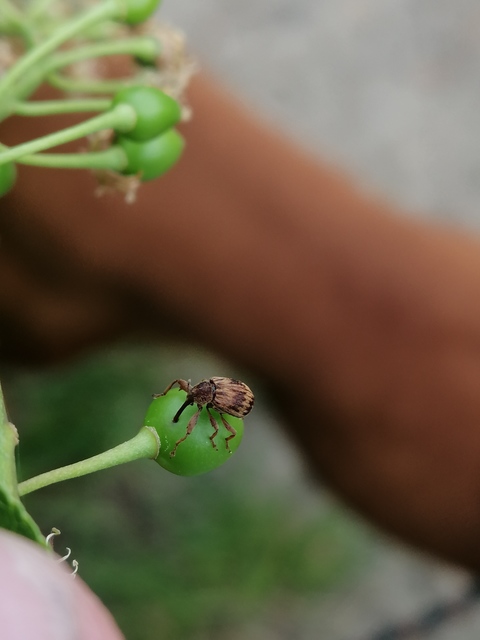Anthonomus rectirostris - meggymaglikasztó Anthonomus rectirostris - meggymaglikasztó