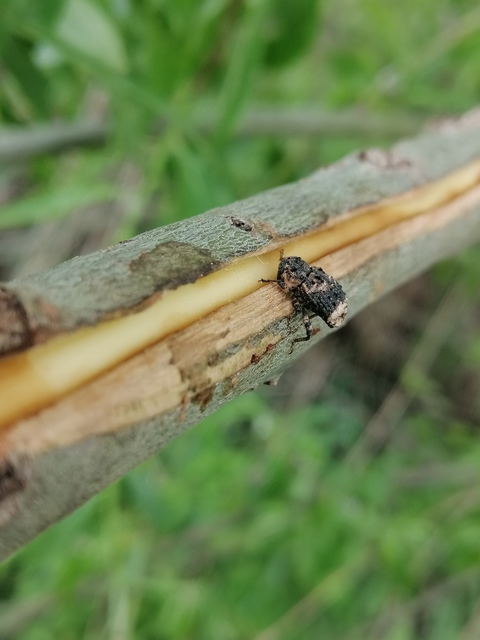Cryptorhynchus lapathi - tarka fűzormányos