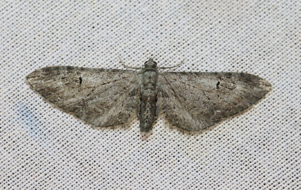 Eupithecia ochridata - mezeiüröm-törpearaszoló