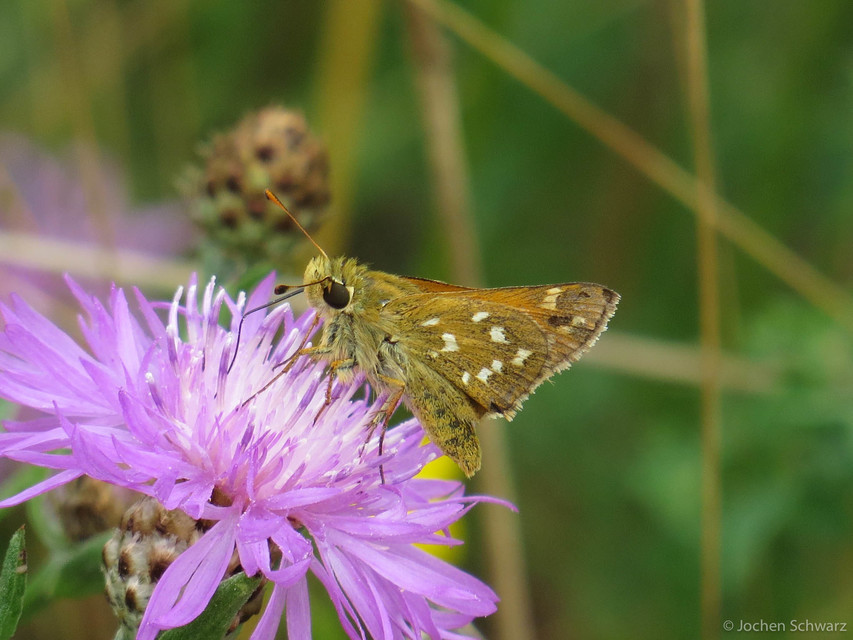 Hesperia comma - vesszős busalepke