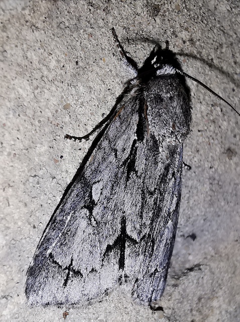 Acronicta psi - pszi-betűs szigonyosbagoly