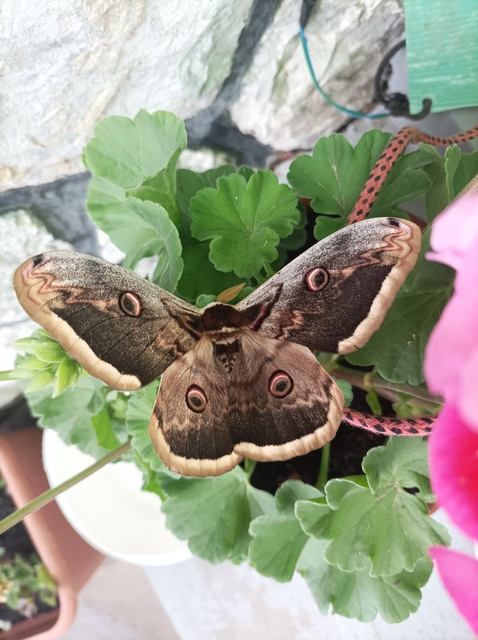 Saturnia pyri - nagy pávaszem