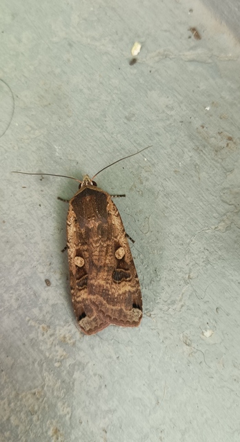 Noctua pronuba - nagy sárgafűbagoly
