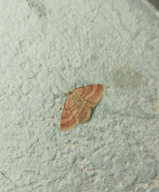 Scopula rubiginata - réti pirosaraszoló