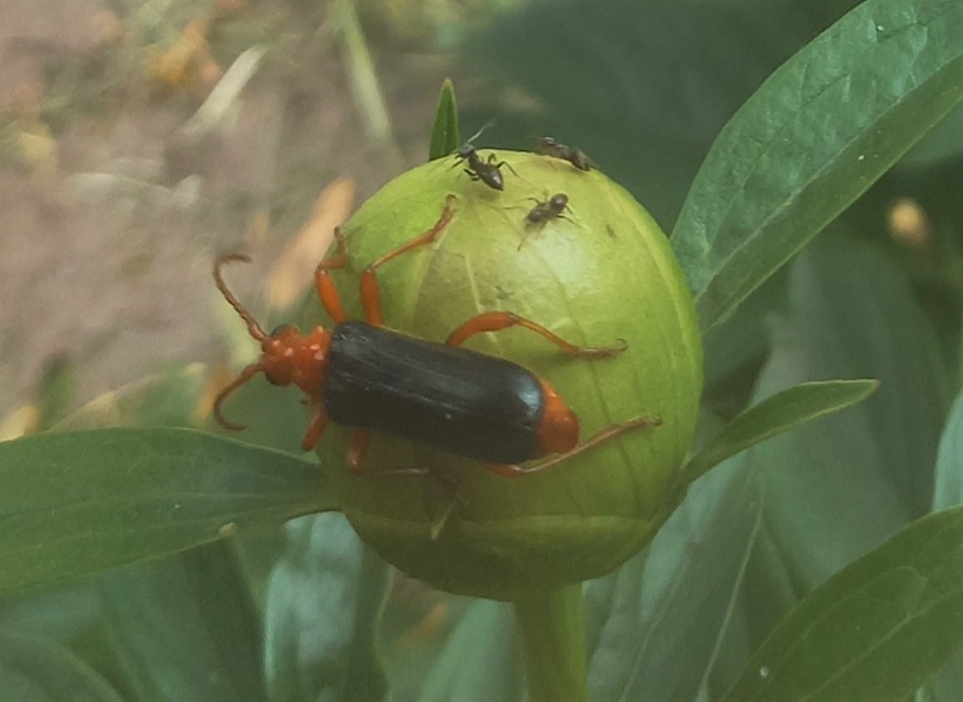Rhamnusium bicolor - kétszínű nyárfacincér