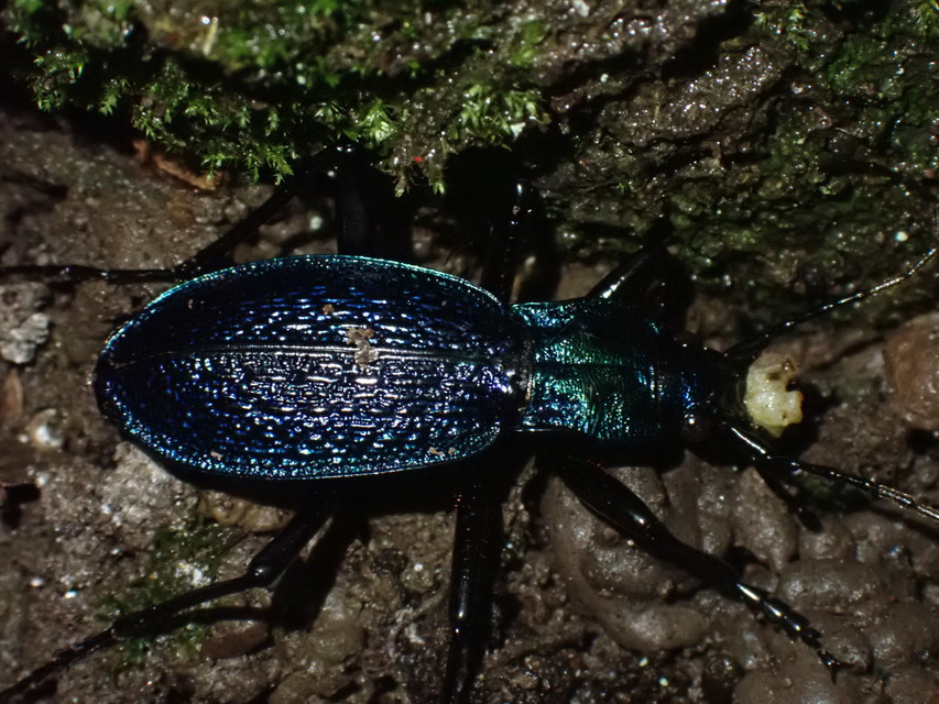 Carabus intricatus - kék laposfutrinka