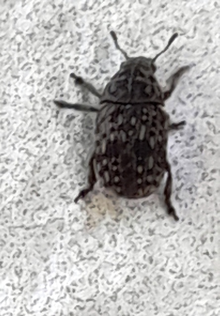 Anthribus nebulosus - ködfoltos pajzstetvész-orrosbogár