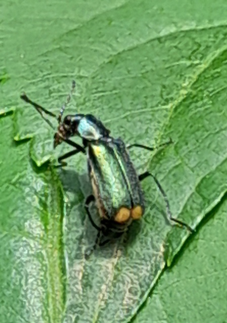 Malachius bipustulatus - kétfoltos bibircsesbogár