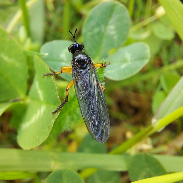 Dioctria oelandica - piroslábú héjalégy