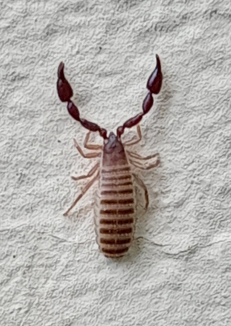 Pseudoscorpionida - Álskorpiók