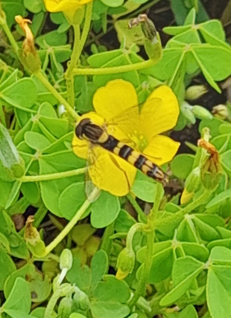 Sphaerophoria