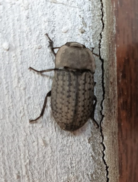 Opatrum sabulosum - sároshátú gyászbogár