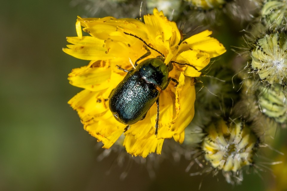 Cryptocephalus violaceus - sötétkék zömökbogár Cryptocephalus violaceus - sötétkék zömökbogár