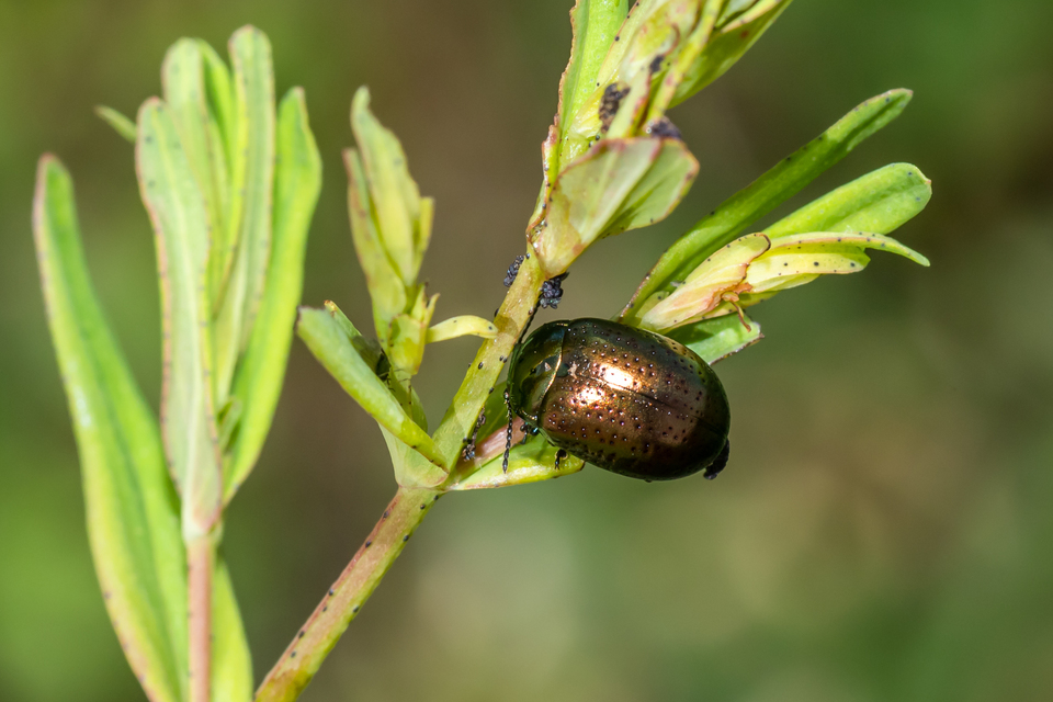 Chrysolina hyperici - zöld orbáncfűlevelész