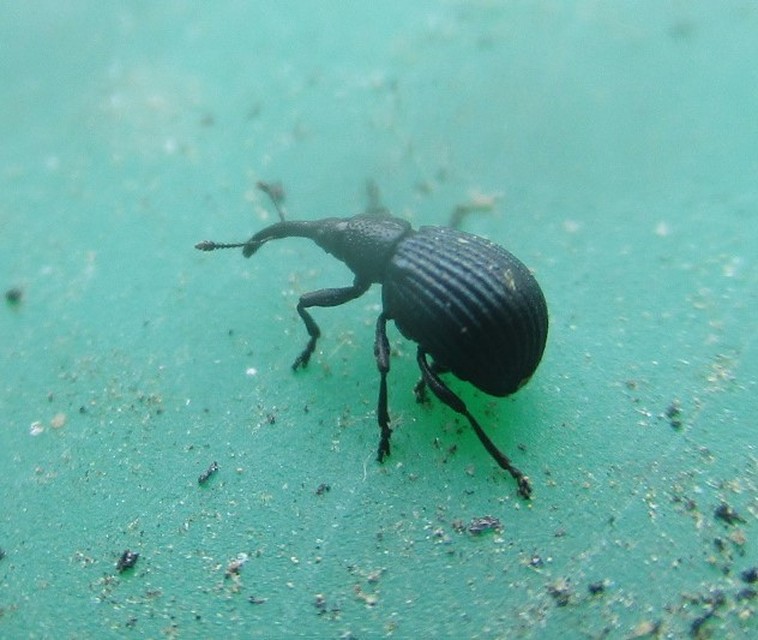 Holotrichapion pisi - lucernarügy-cickányormányos