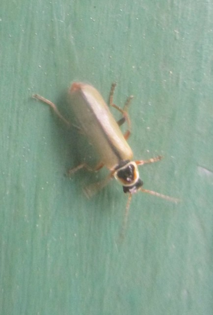 Metacantharis clypeata - tavaszi lágybogár