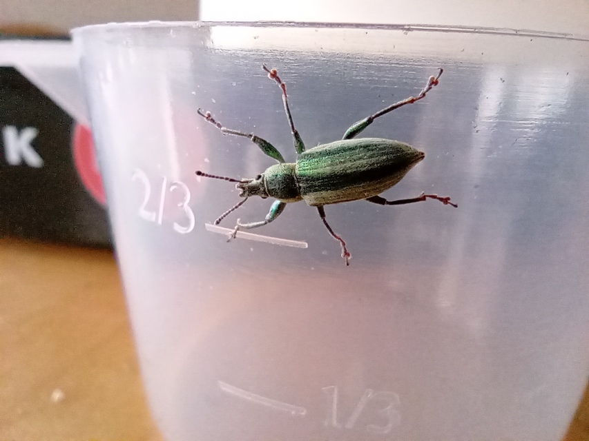 Chlorophanus excisus - kerektorú zöldormányos