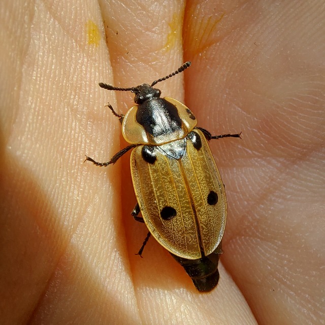Dendroxena quadrimaculata - négypettyes dögbogár