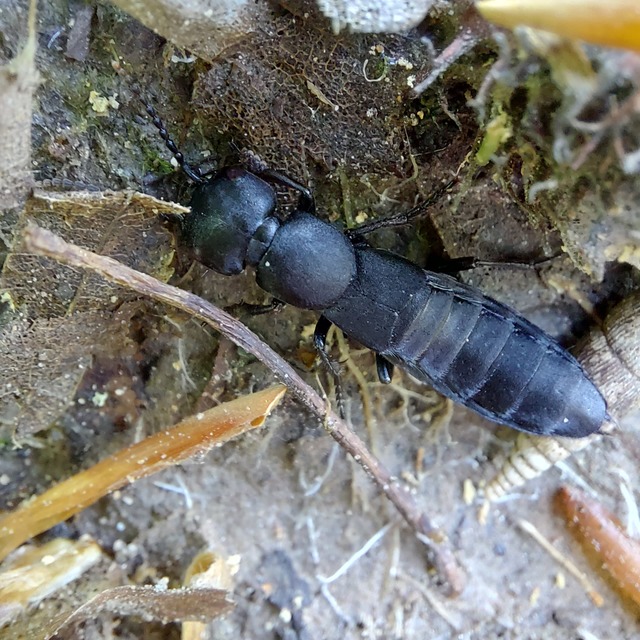 Ocypus