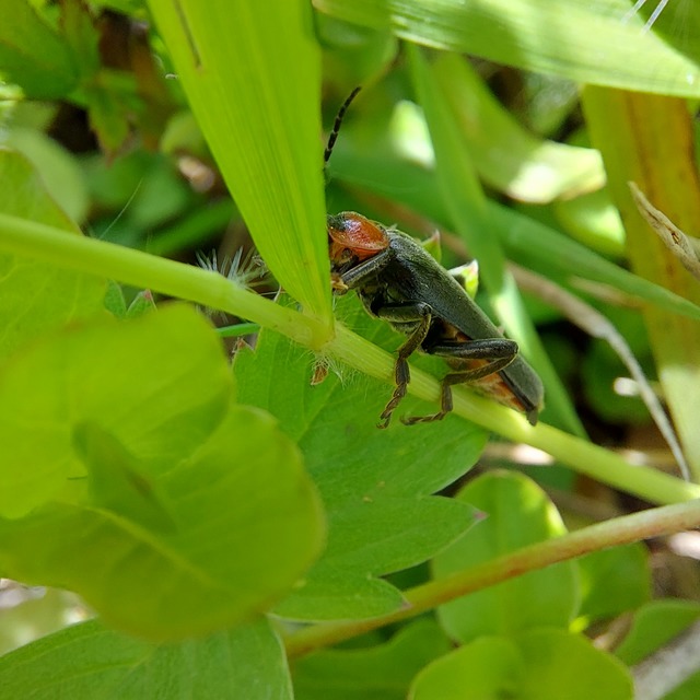 Cantharis fusca - közönséges lágybogár