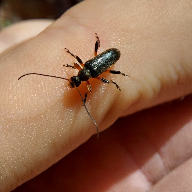 Cortodera femorata - fenyves-cserjecincér