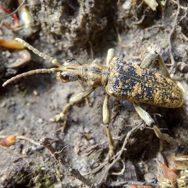 Rhagium sycophanta - tölgyes-tövisescincér
