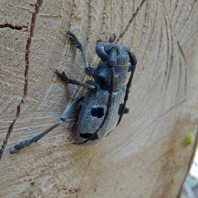 Morimus asper funereus - gyászcincér