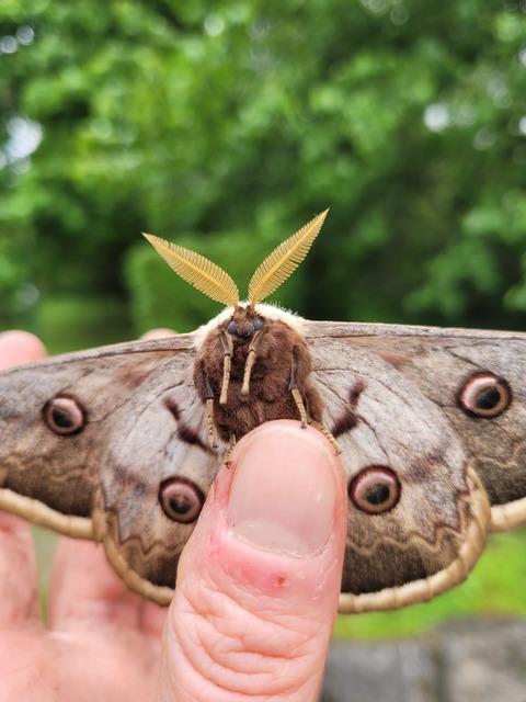 Saturnia pyri - nagy pávaszem