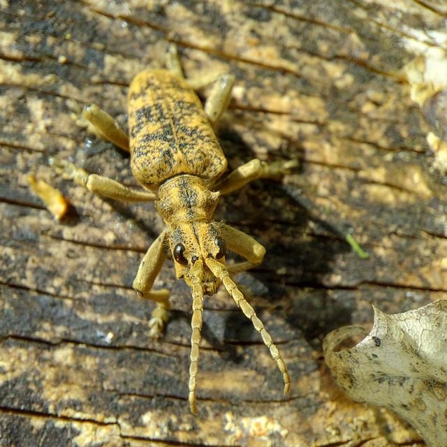 Rhagium sycophanta - tölgyes-tövisescincér