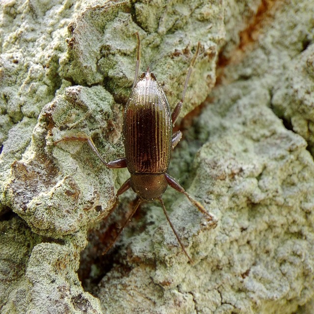 Stenomax aeneus - bronzos gyászbogár