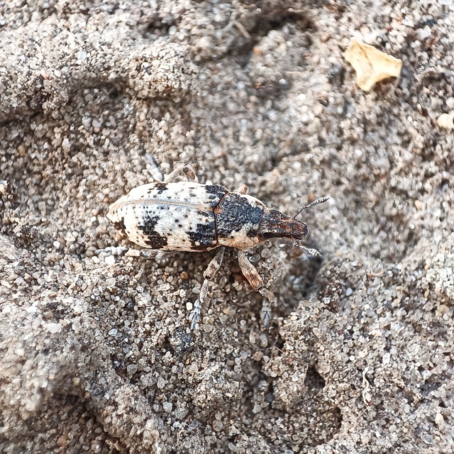 Bothynoderes affinis - sávos barkó