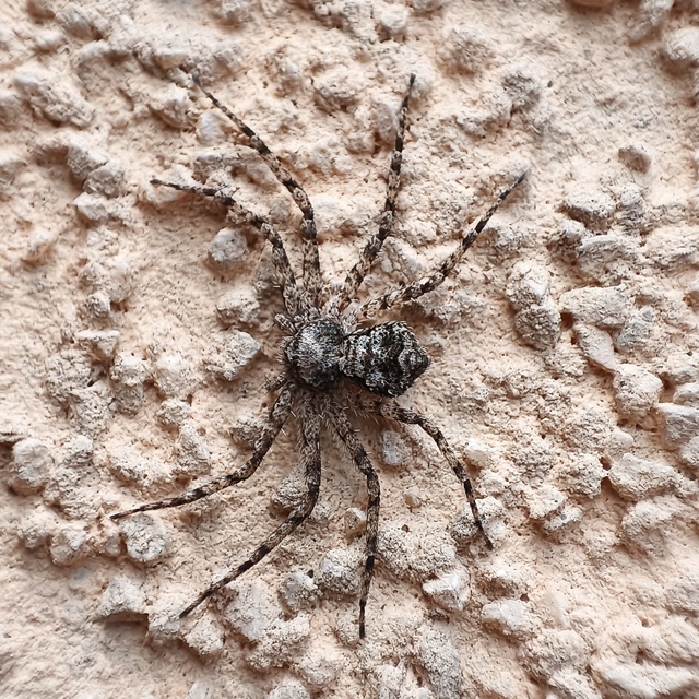 Philodromus