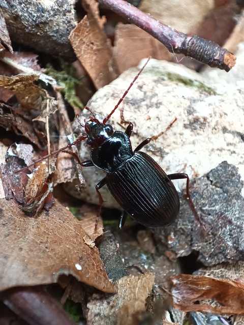 Nebria brevicollis - rövidnyakú partfutó