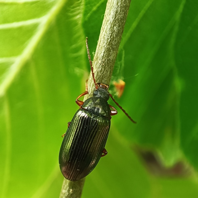 Gonodera luperus - gyászos alkonybogár