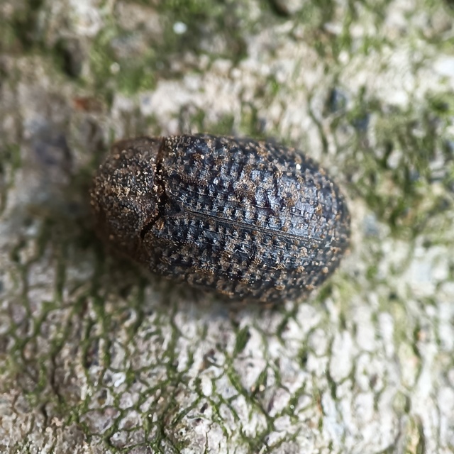 Trox sabulosus - közönséges irhabogár