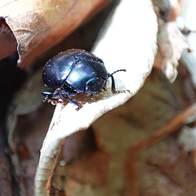 Chrysolina sturmi - vöröslábú levelész