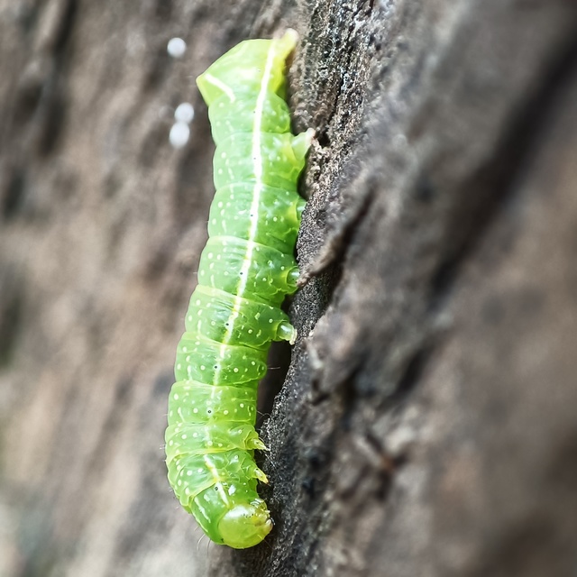 Amphipyra pyramidea - fahéjszínű bagoly