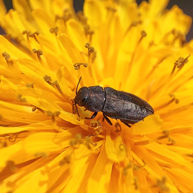 Anthaxia helvetica - helvét virágdíszbogár