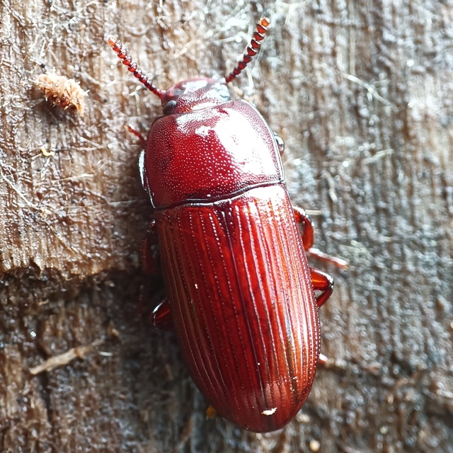 Uloma culinaris - nagy rágványbogár