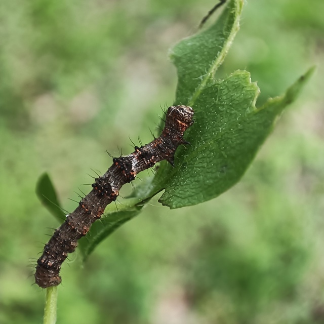 Apocheima pilosaria - zöldes tavasziaraszoló